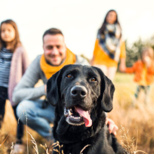 Ein Hund komplettiert die Familie: Tipps zur Anschaffung und Haltung