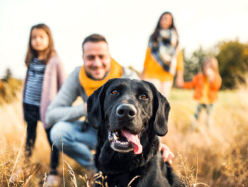 Ein Hund komplettiert die Familie: Tipps zur Anschaffung und Haltung