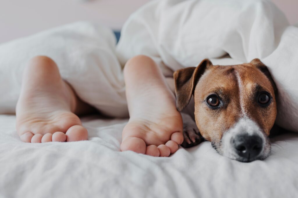 Füße eines Kindes und ein entspannter Hund, die gemeinsam auf einem Bett mit einer Topper 180x200 Matratzenauflage liegen, zeigen eine gemütliche und komfortable Schlafumgebung