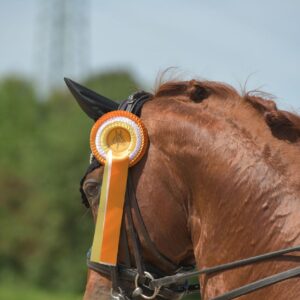 Zwischen Ehrgeiz und Freude: Was Auszeichnungen auslösen